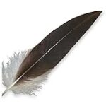 Análisis y comparativa de las mejores plumas de águila real en España: descubre la excelencia artesanal Análisis y comparativa de las mejores plumas de águila real en España: descubre la excelencia artesanal